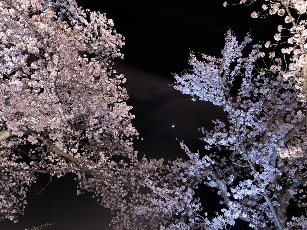 夜桜